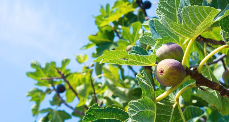 Benefits of Fig Plants