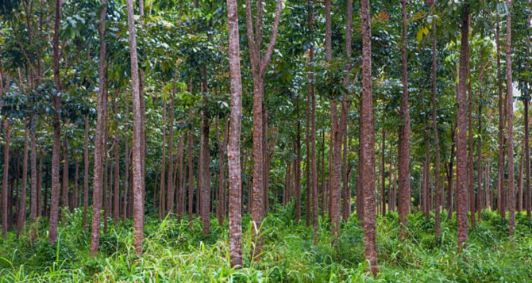 Conservation and Sustainability of Indian Mahogany Tree