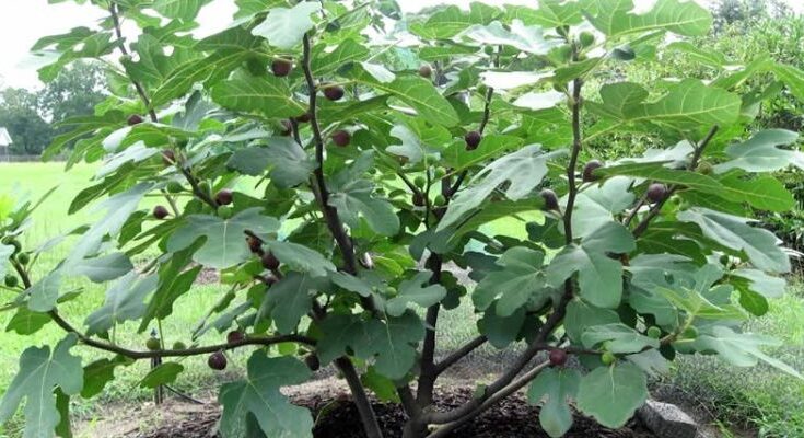 Fig Plant