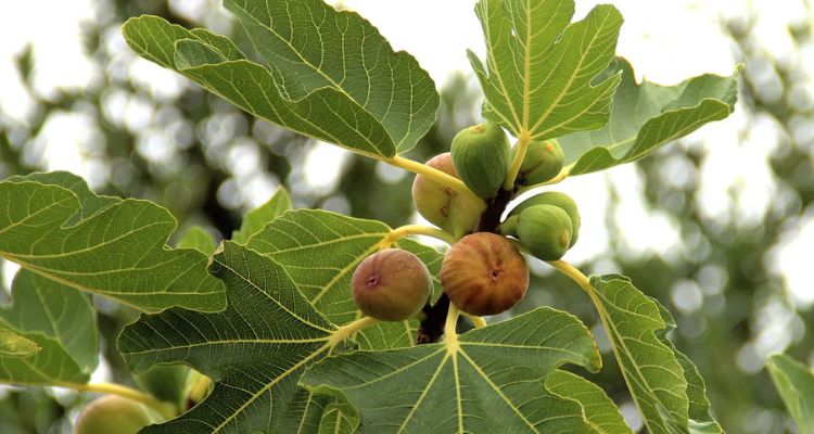 Fig Plant Care