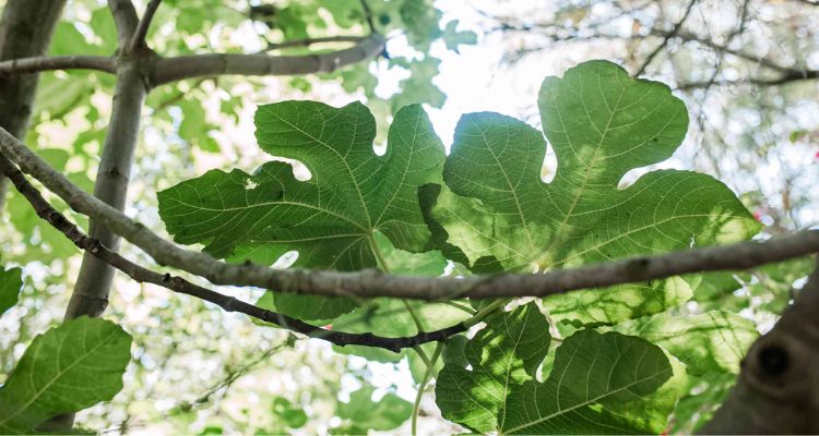 Fig Plant Leaves