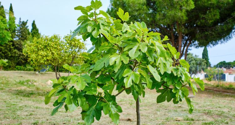 How to Grow a Fig Plant