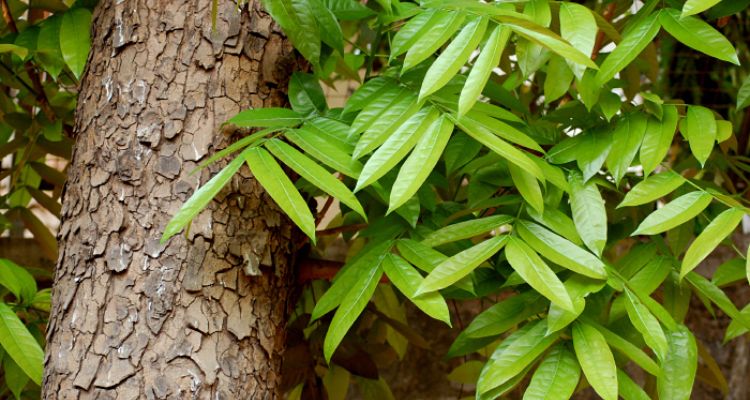 Indian Mahogany Tree Leaf