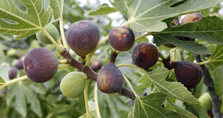 Uses of Fig Plants