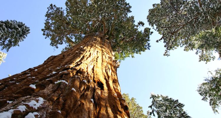 Facts About Giant Sequoia