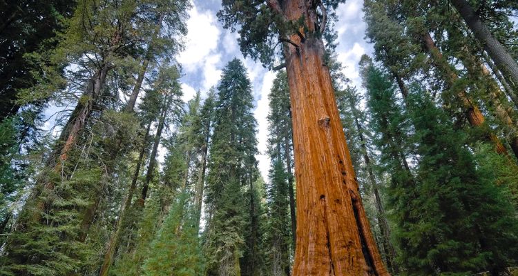 Giant Sequoia Characteristics