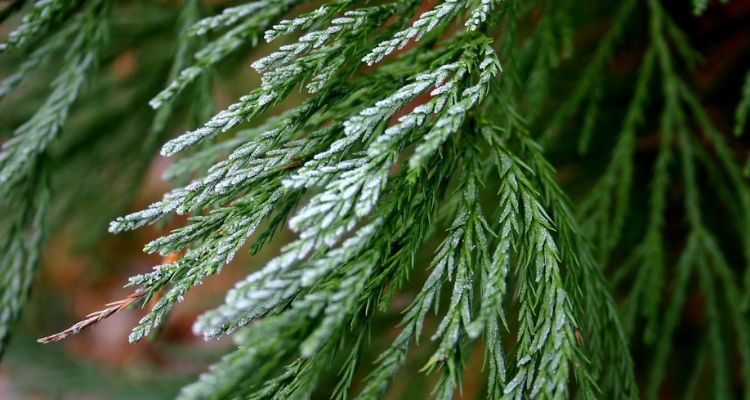 Giant Sequoia Leaves