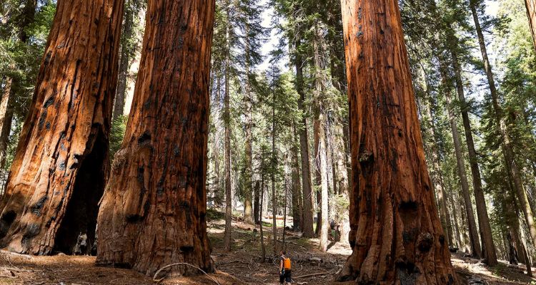 Giant Sequoia Lifespan