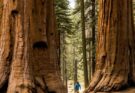 Giant Sequoia Tree | Characteristics, Facts, Lifespan, Leaves, Uses & Wood