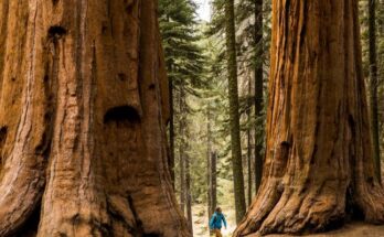 Giant Sequoia Tree