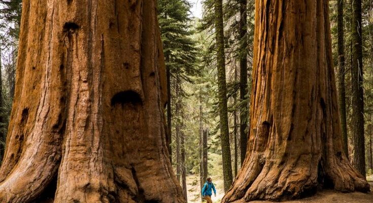 Giant Sequoia Tree