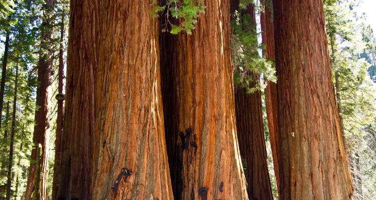 Giant Sequoia Wood